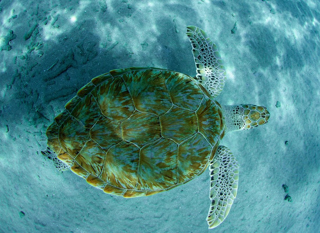 Guided Snorkel Tour at the Best Reef from shore on Curacao – Blue Bay Beach