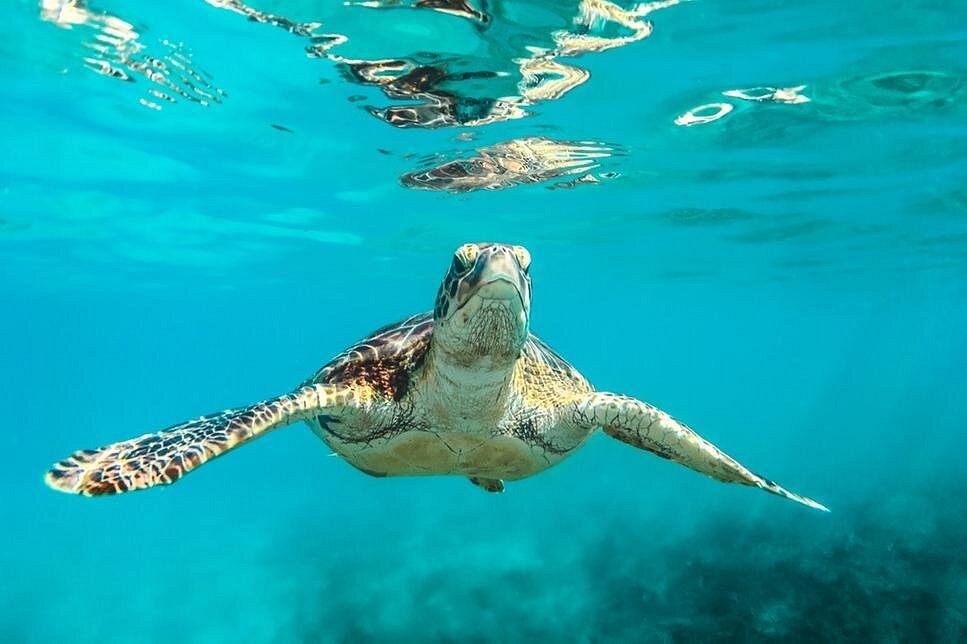 Barbados Catamaran Turtle and Shipwreck Snorkeling Cruise